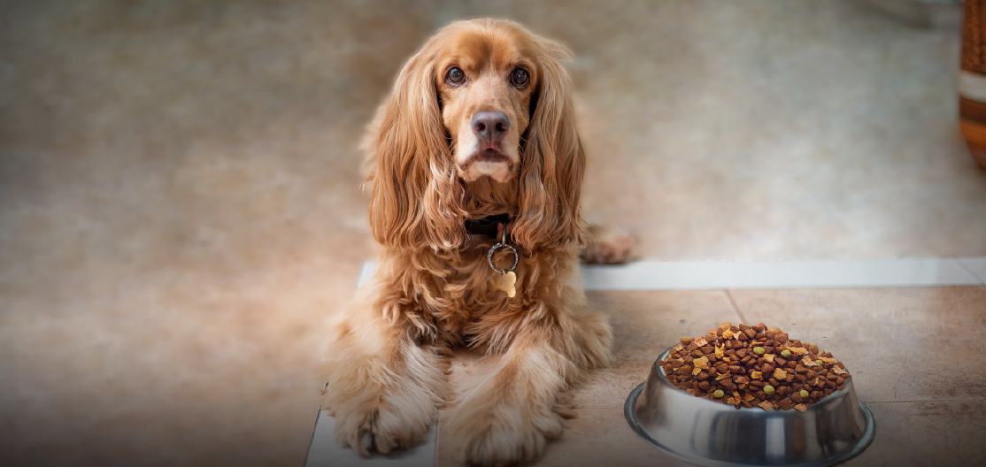 La alimentación en un perro senior