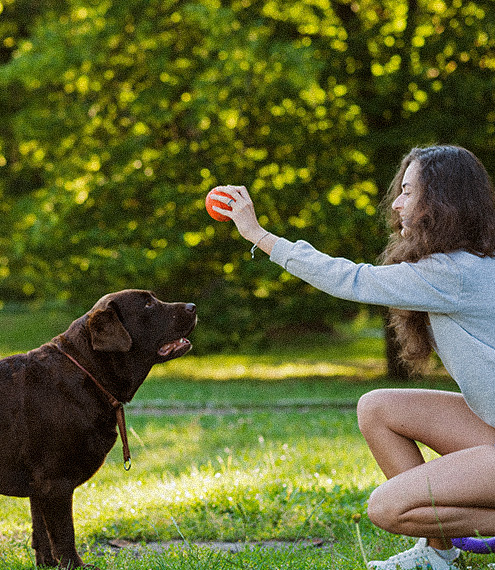 La importancia del juego en el bienestar de tu perro