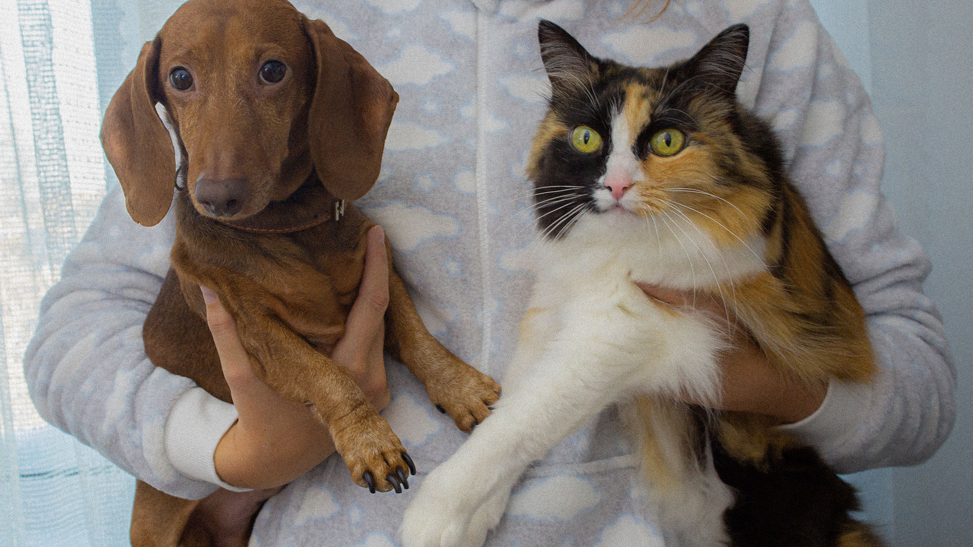 Mitos de la relación de perros y gatos