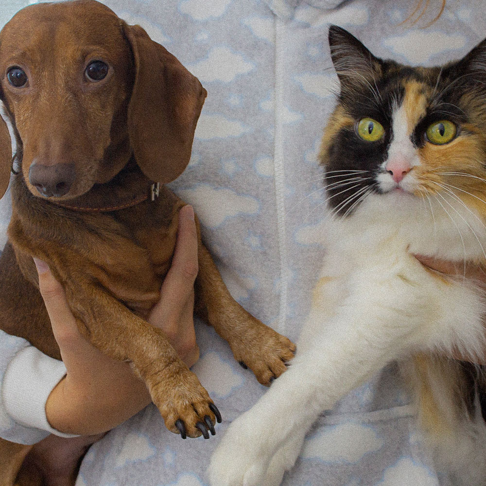 Mitos de la relación de perros y gatos