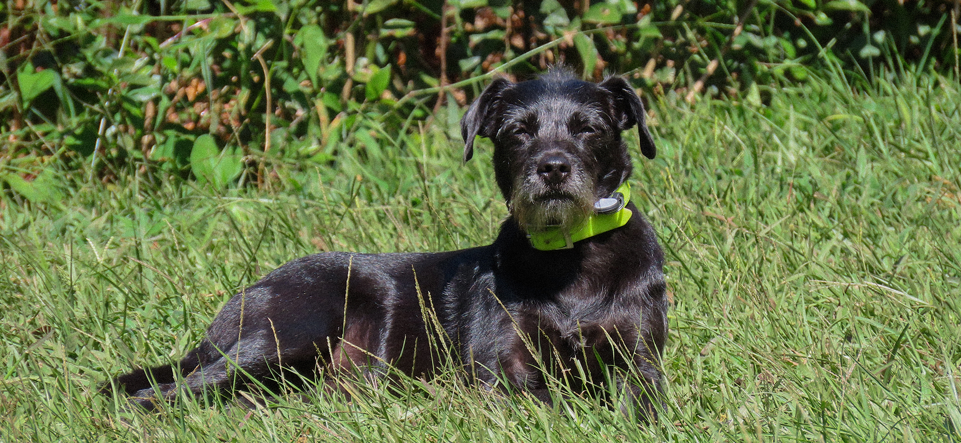 Orina y funcionamiento renal en perros