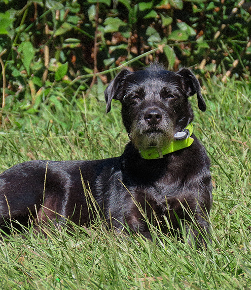 Orina y funcionamiento renal en perros