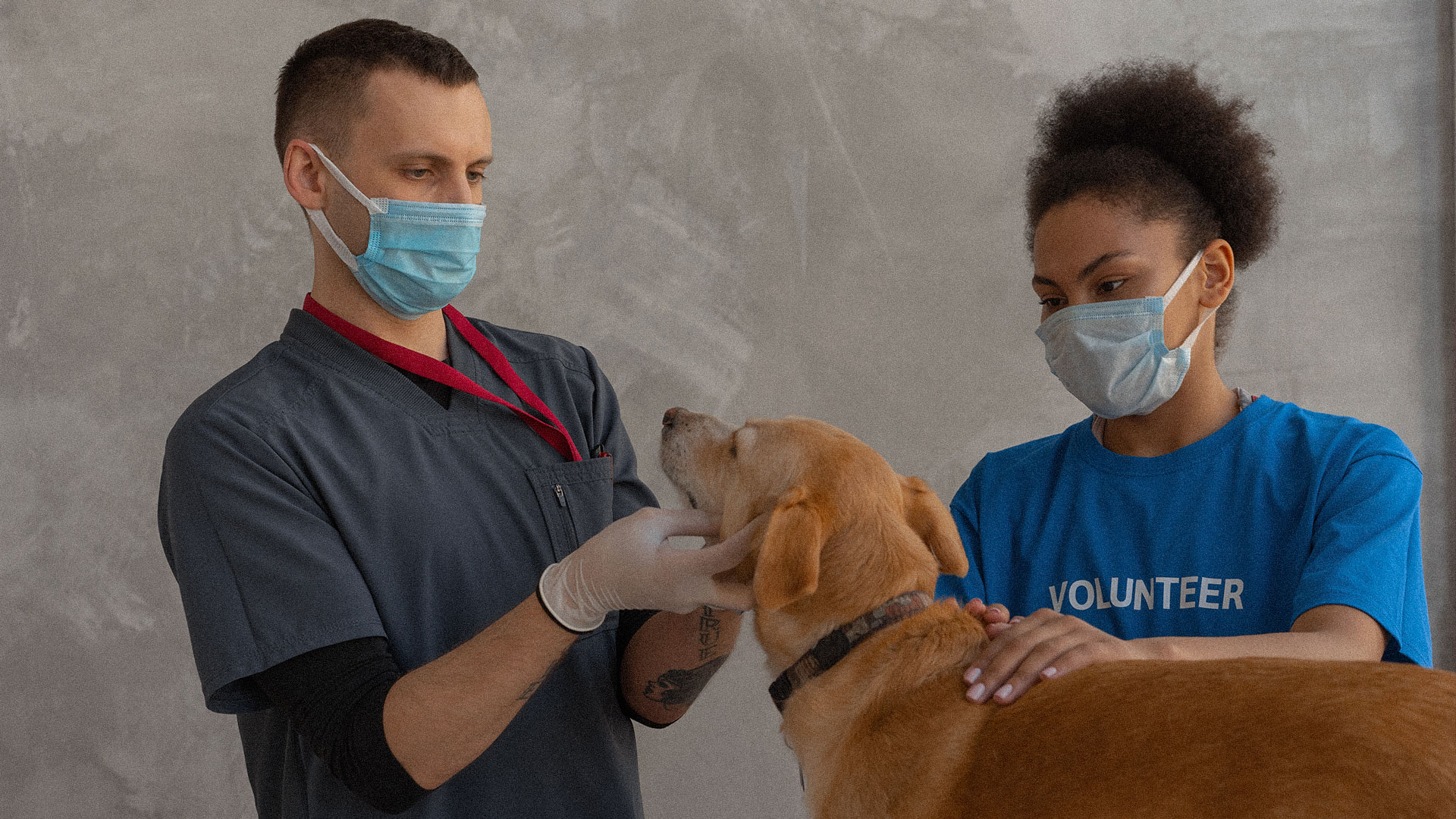 Otitis en perros: causas, síntomas y tratamiento