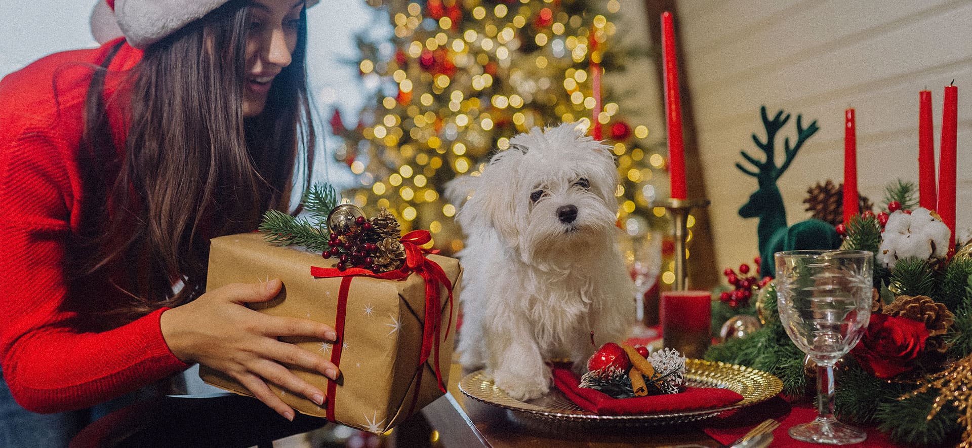 Preparación para la epoca navideña con tu perro