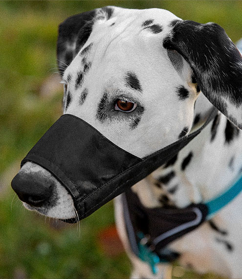 Qué perros deben llevar bozal