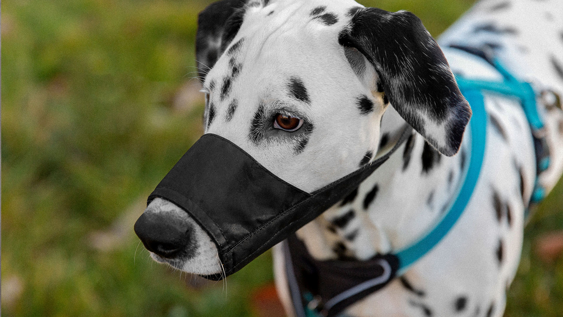 Qué perros deben llevar bozal