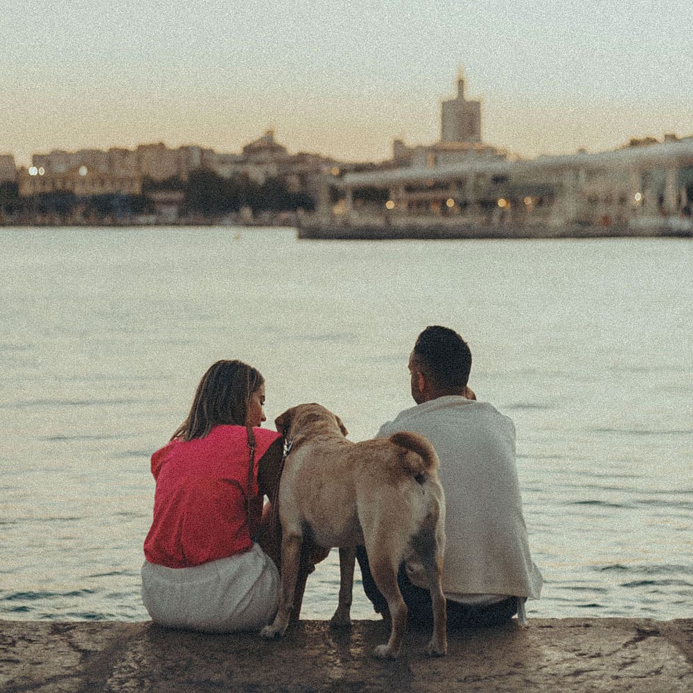 Síntomas de malestar en perros