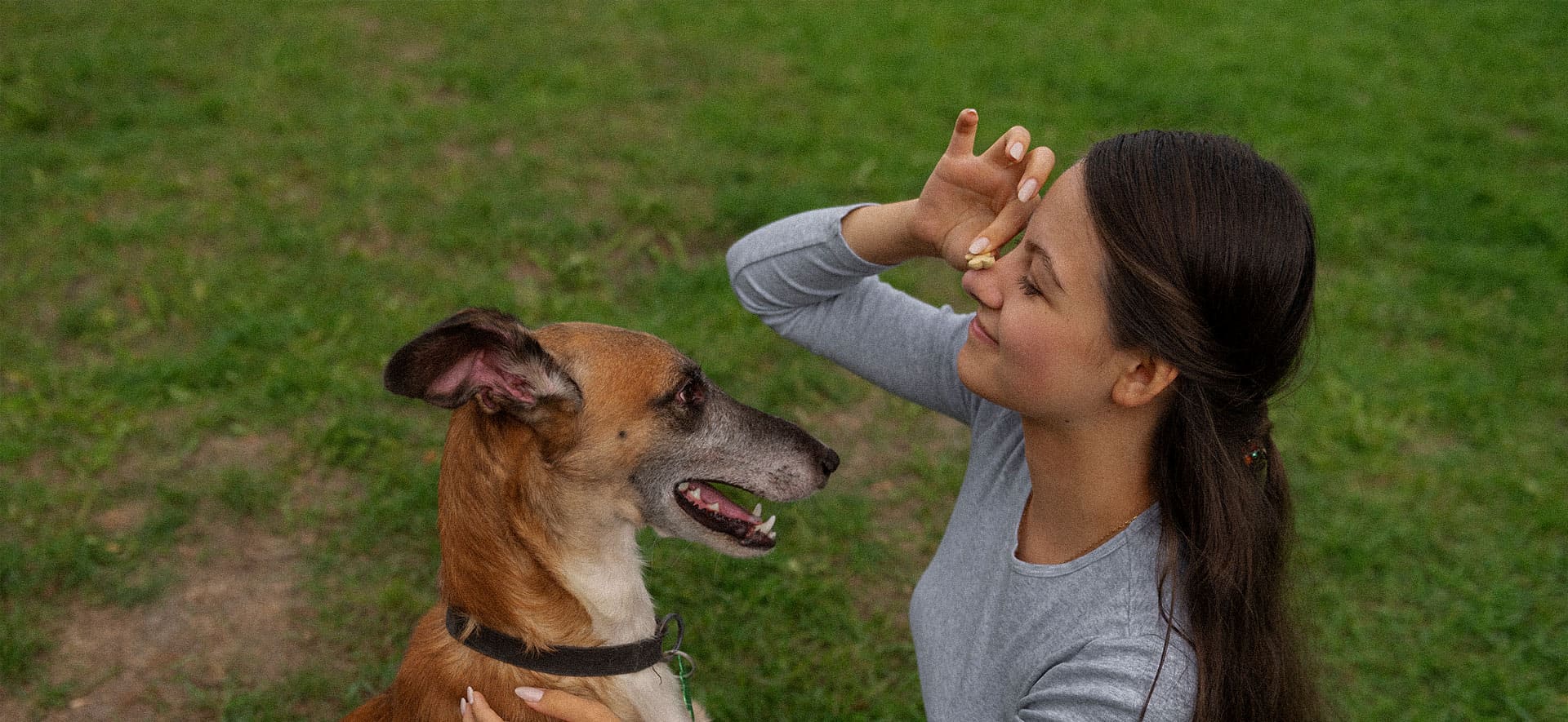 Tipos de parasitos en perros