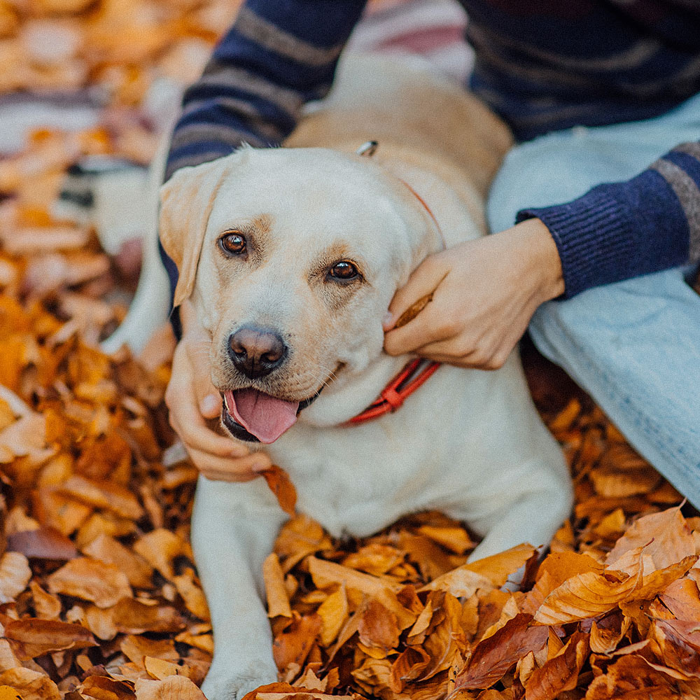 Tipos de perros de terapia