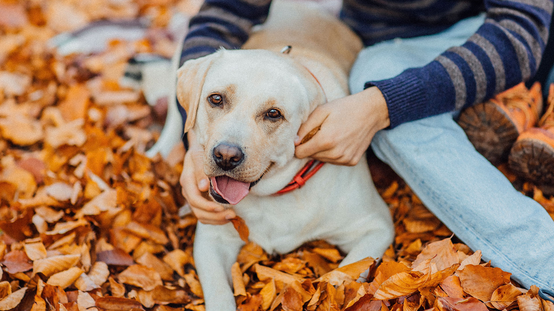 Tipos de perro de terapia