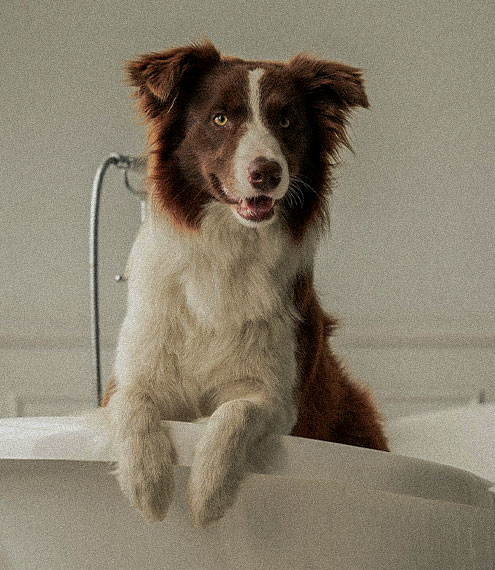 Tips para bañar a tu perro mientras ahorras agua