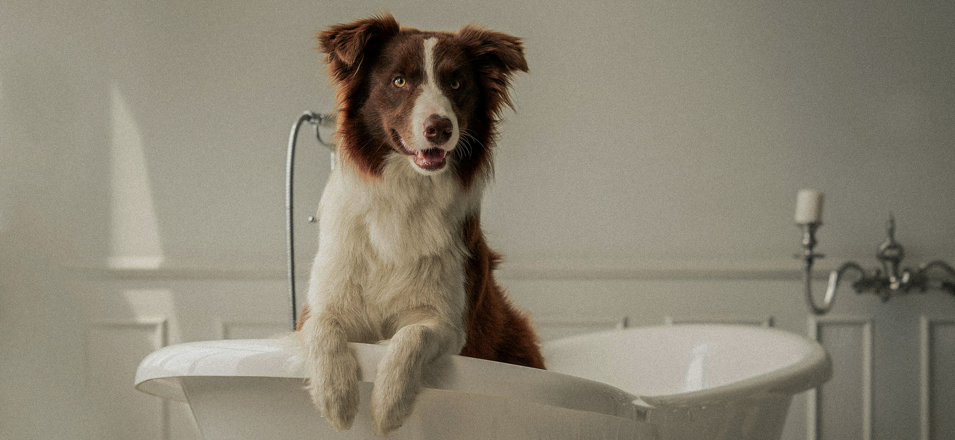 Tips para bañar a tu perro mientras ahorras agua