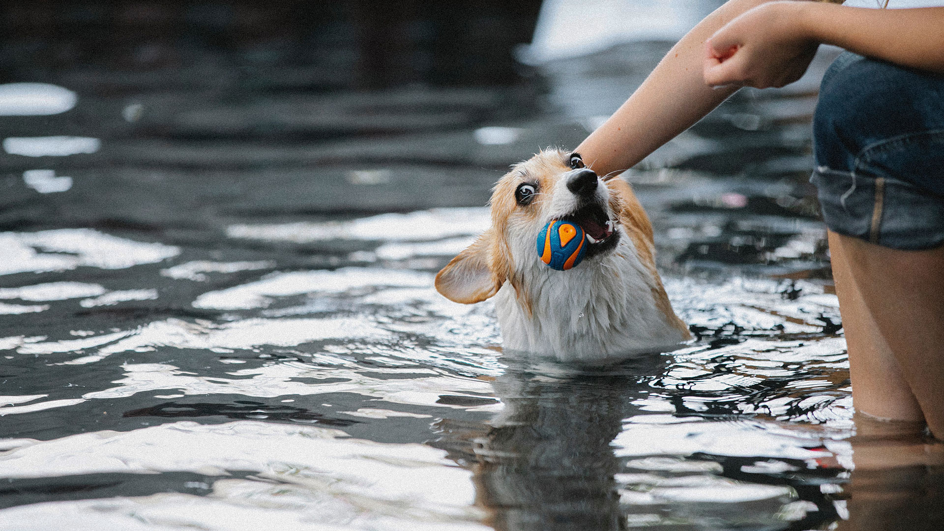 Tips para una aventura en el agua con tu perro