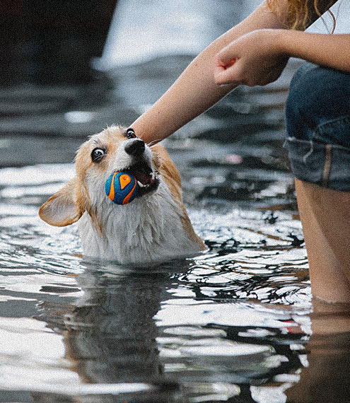 Tips para una aventura en el agua con tu perro