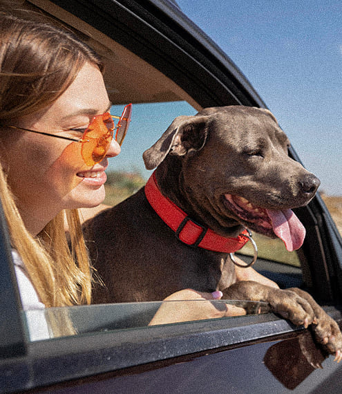 Carritos para perros, una forma segura para pasear a tu fiel amigo