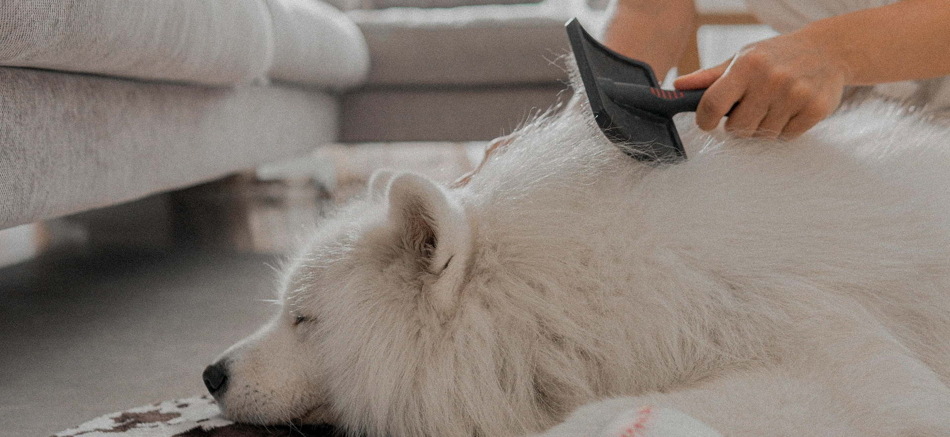 Todo lo que debes saber sobre el pelo de tu perro