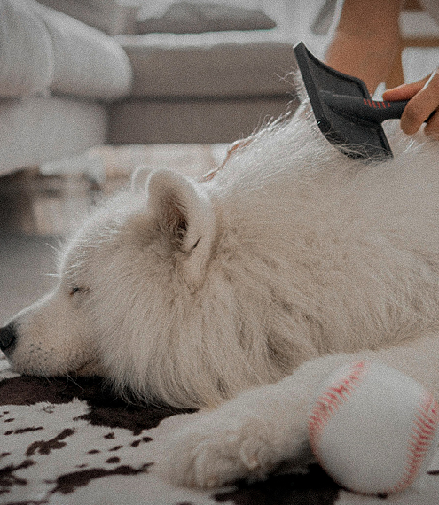 Todo lo que debes saber sobre el pelo de tu perro