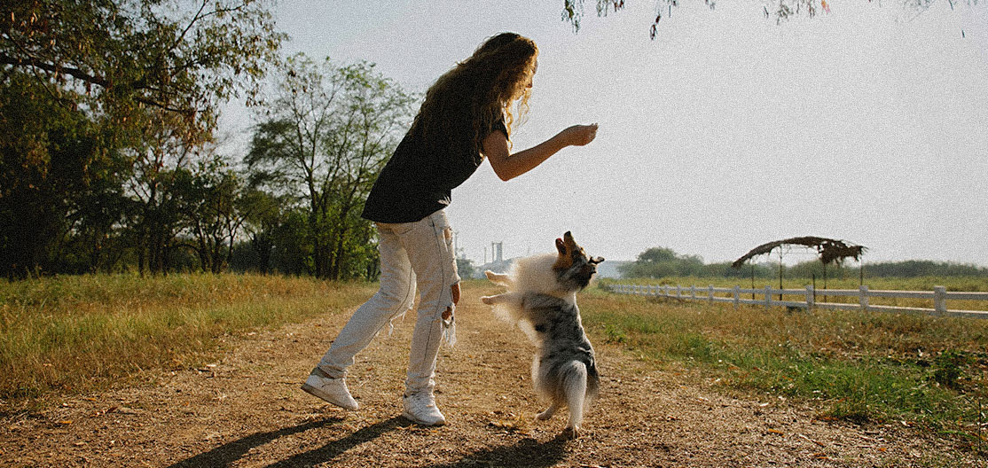 Tratamientos para el estrés y ansiedad en perros