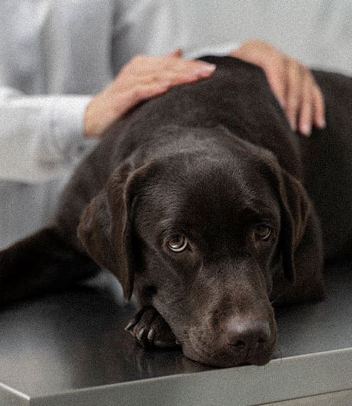 Tumores más comunes en perros