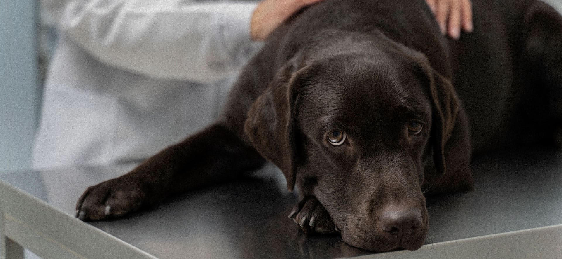 Tumores más comunes en perros