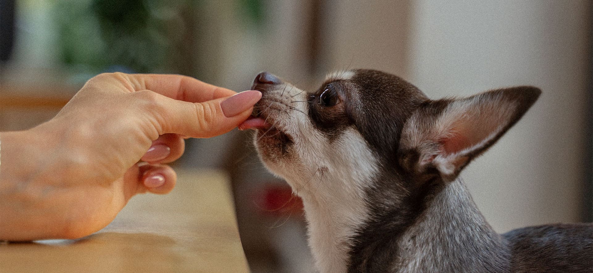 Valor del aporte de energía en la nutrición de tu perro