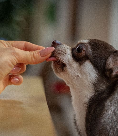 Valor del aporte de energía en la nutrición de tu perro