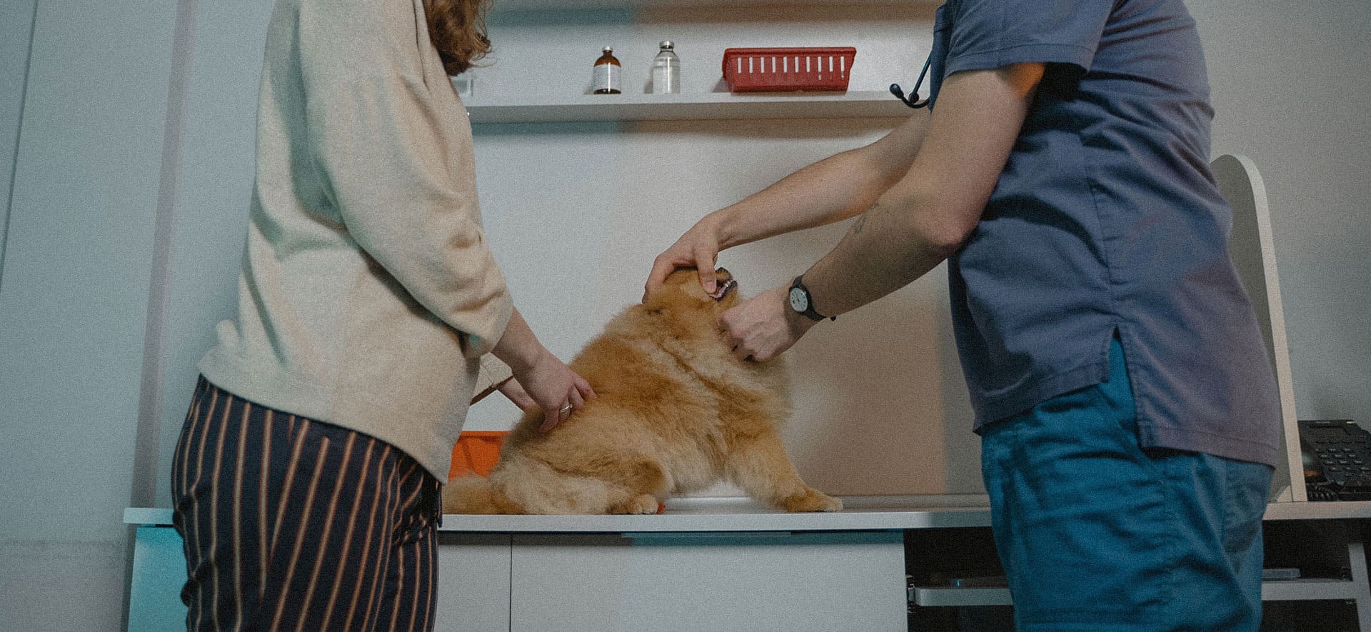 Veterinarios: aliados para la salud y bienestar de tu perro