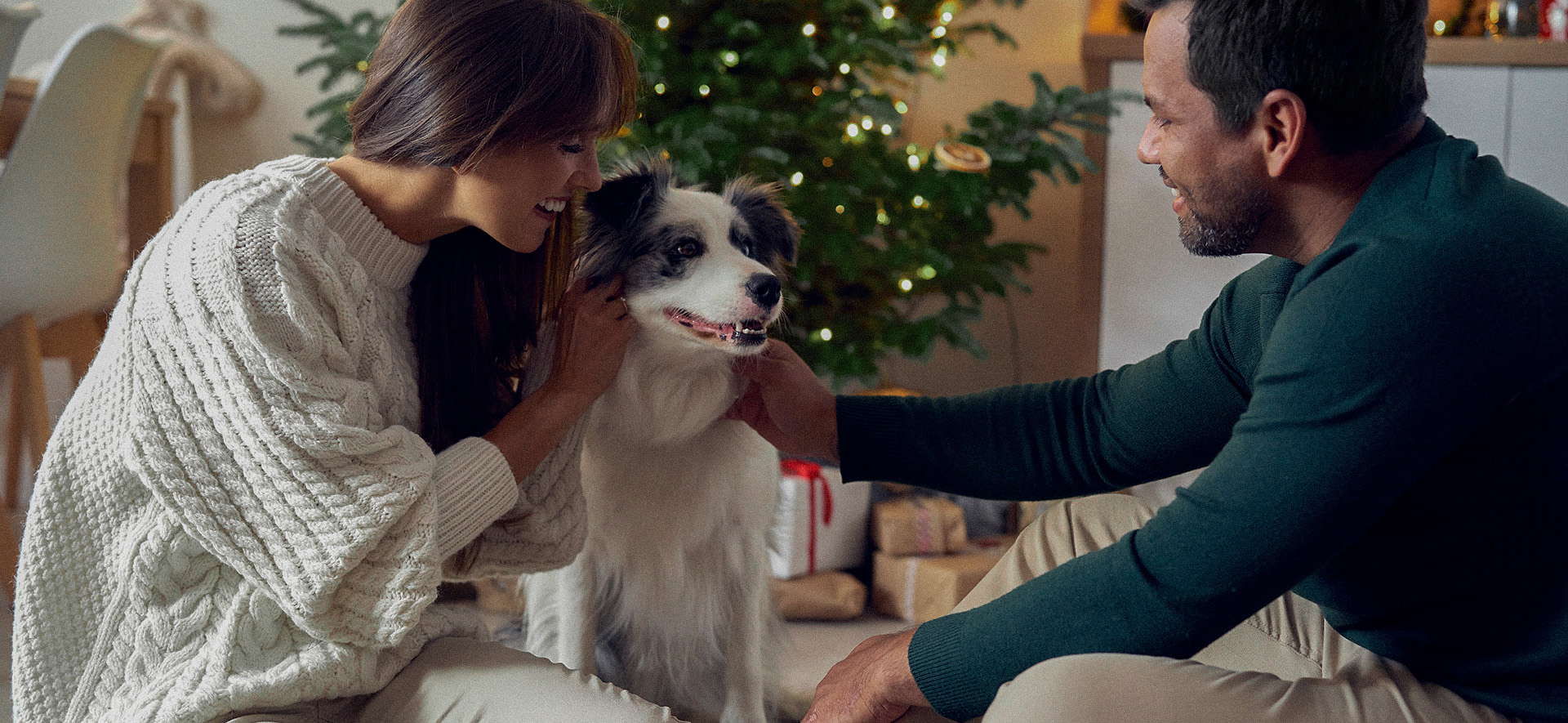 cómo preparar a mi perro para visitas y celebraciones