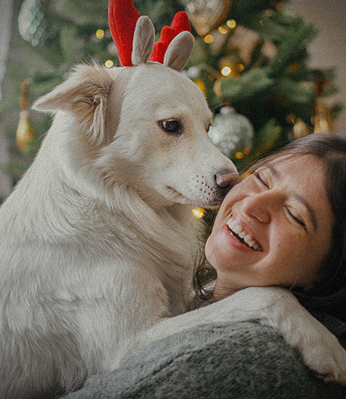 cómo preparar a mi perro para visitas y celebraciones