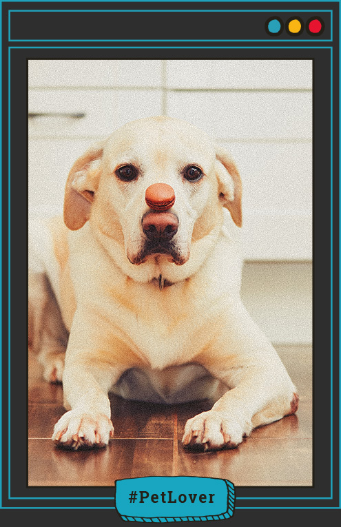chocolate tóxico para perros