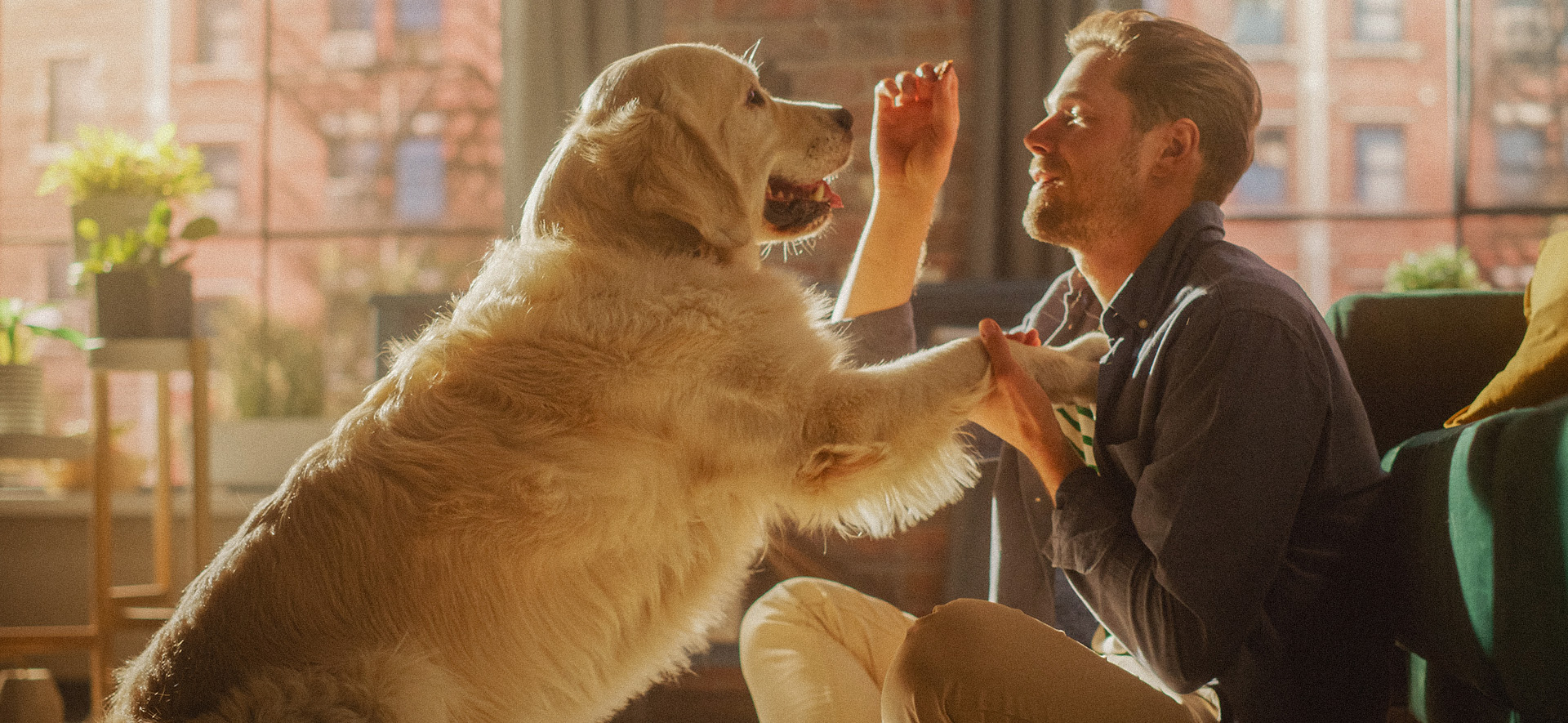 mi perro comió chocolate ¿qué hago?