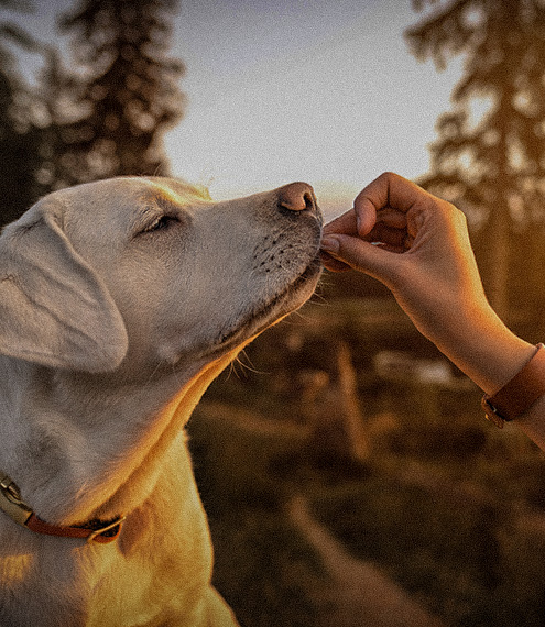 mi perro comió chocolate ¿qué hago?