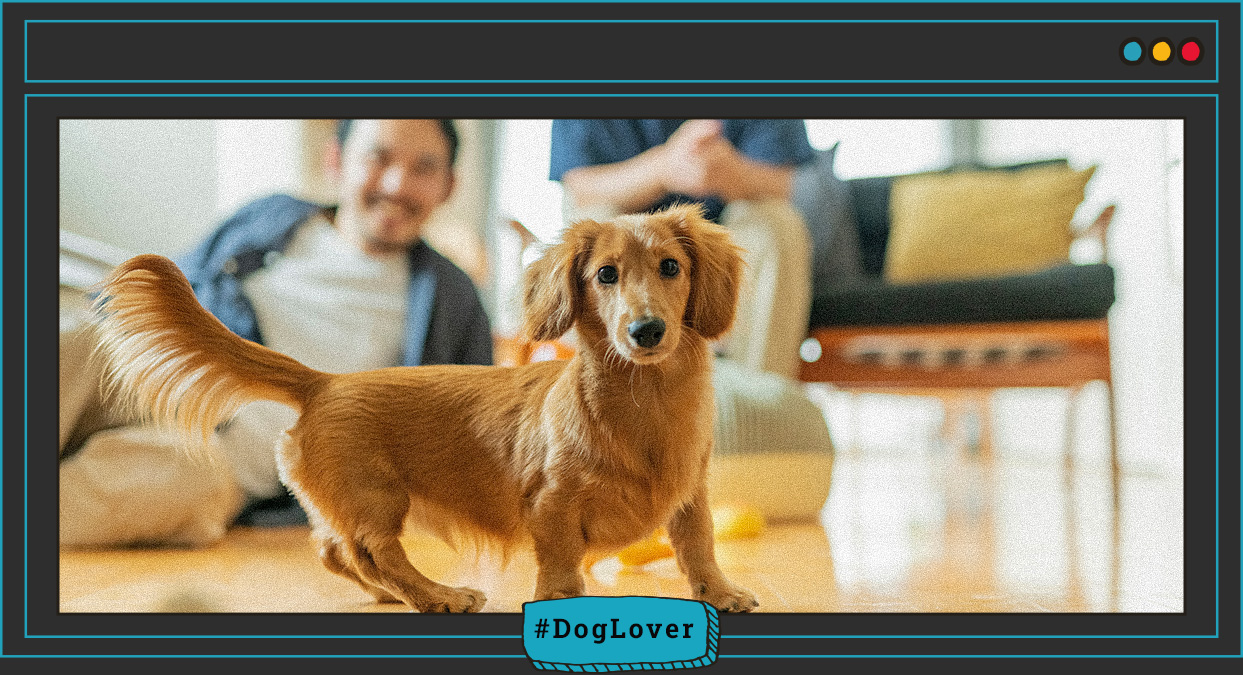 cómo preparar a mi perro para recibir visitas en Navidad