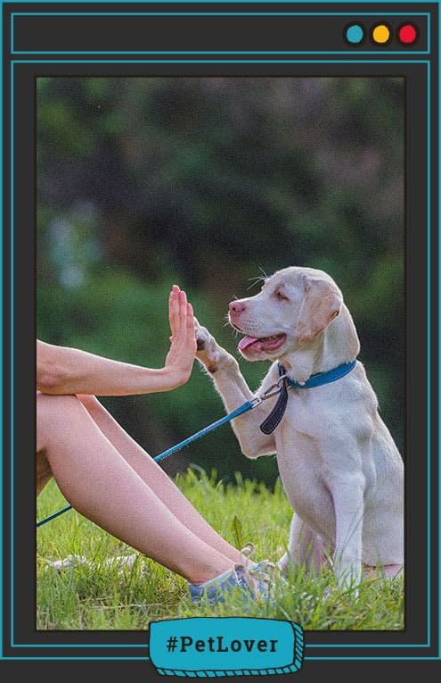 diarrea en perros que hacer