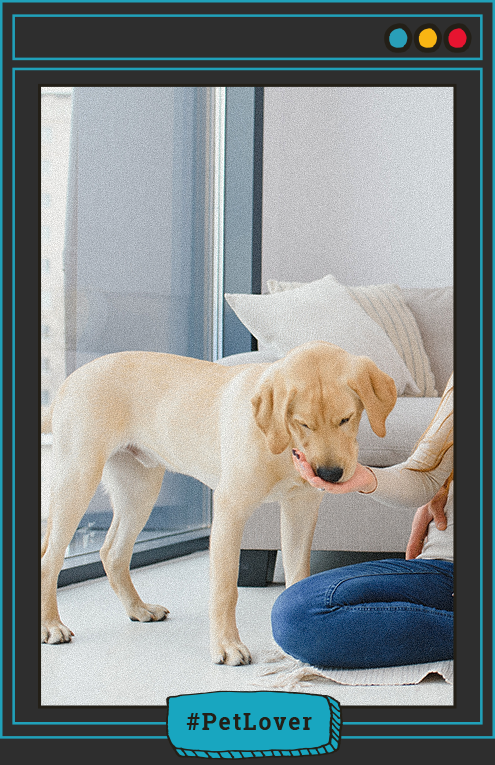 cómo cuidar la salud del hígado de tu perro