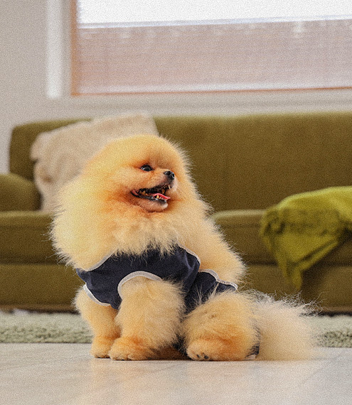 mi perro se vuelve mas bravo si lo esterilizo