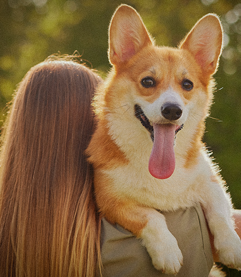 caminata canina y de mascotas en feria de flores