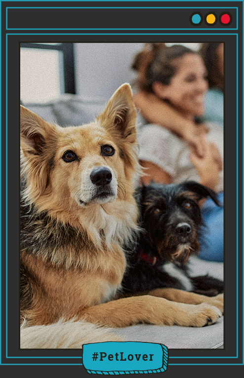 razas de perros más inteligentes