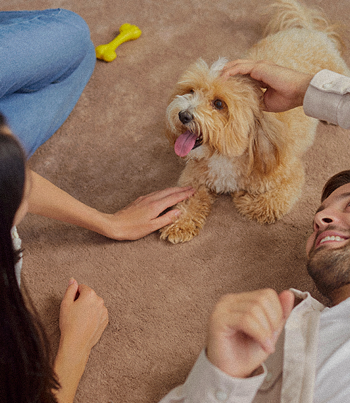Inteligencia de un perro comparada con un humano