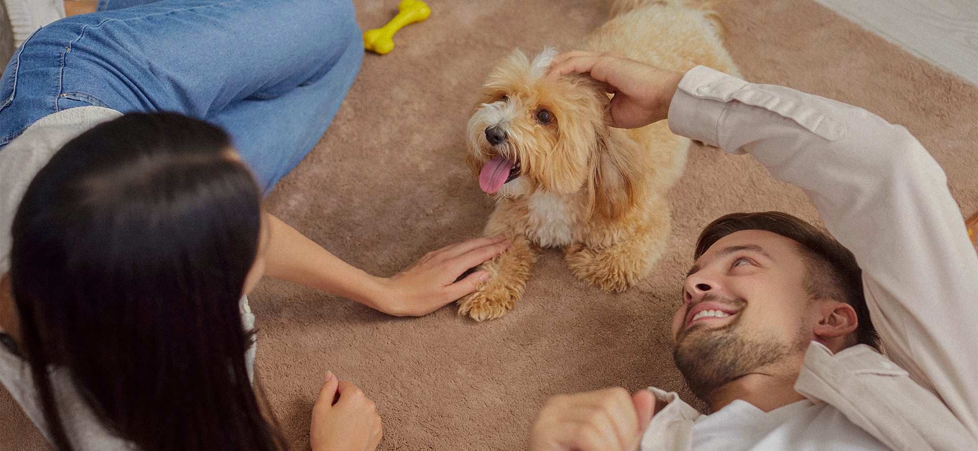 Inteligencia de un perro comparada con un humano