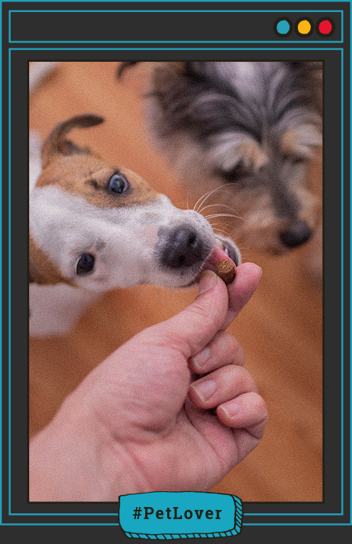 nutrición y salud mental canina