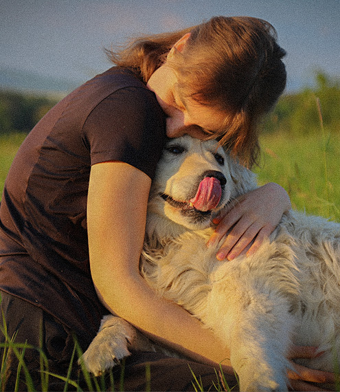 cómo mejorar el bienestar emocional de mi perro