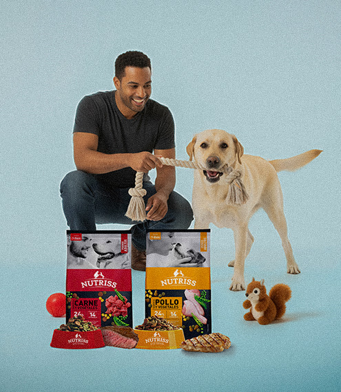 cuándo cambiar el alimento del perro