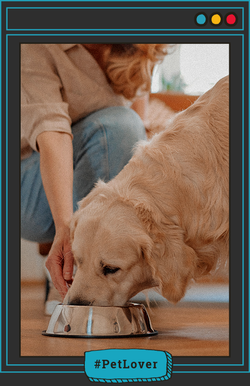 cómo mantener a mi perro en su peso ideal