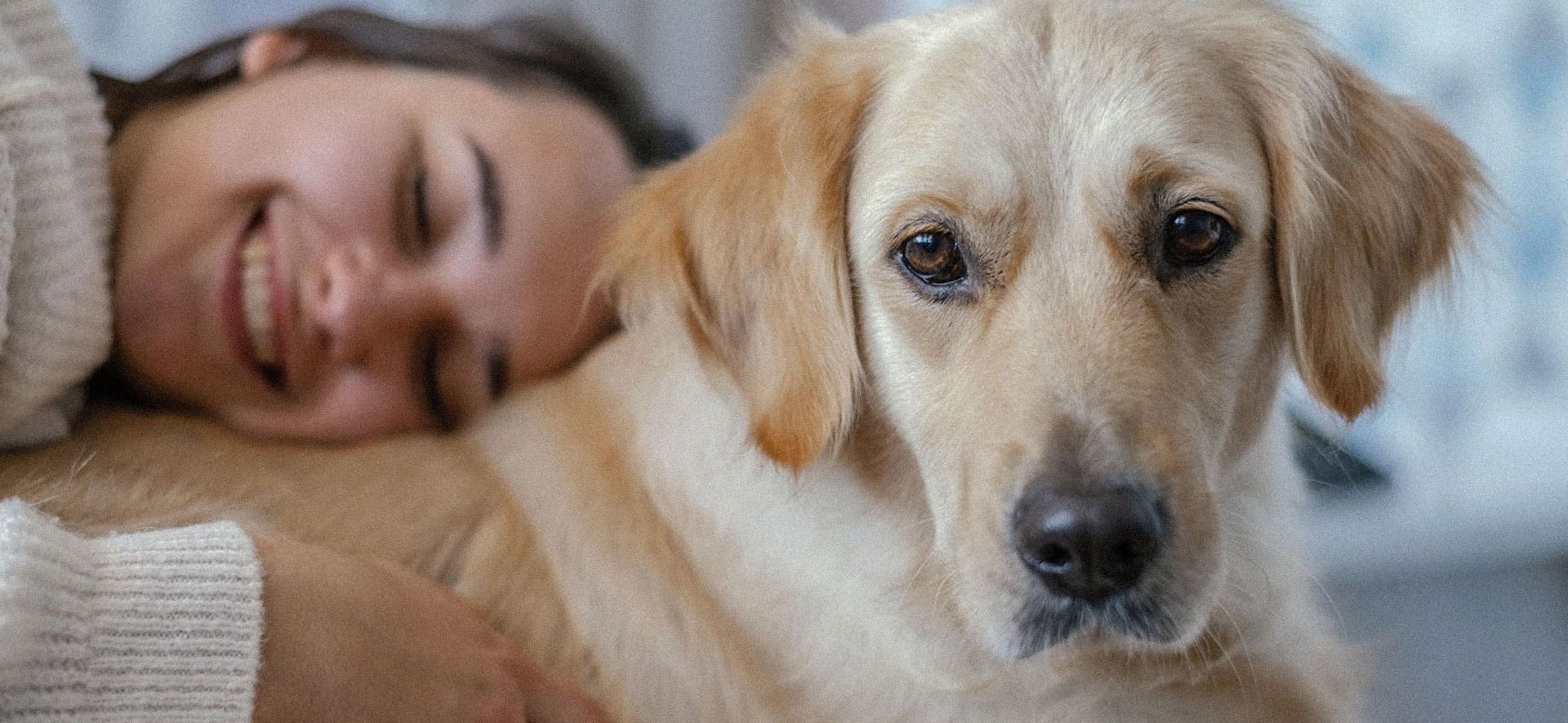  Perros de apoyo para el bienestar emocional