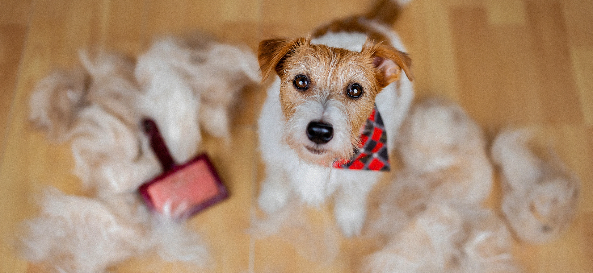 porque se le cae el pelo a los perros en exceso