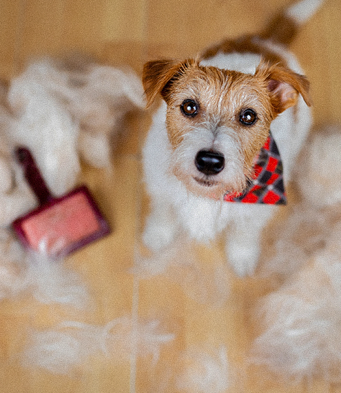 porque se le cae el pelo a los perros en exceso