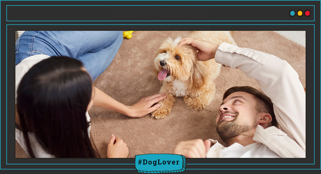 importancia del reencuentro para los perros