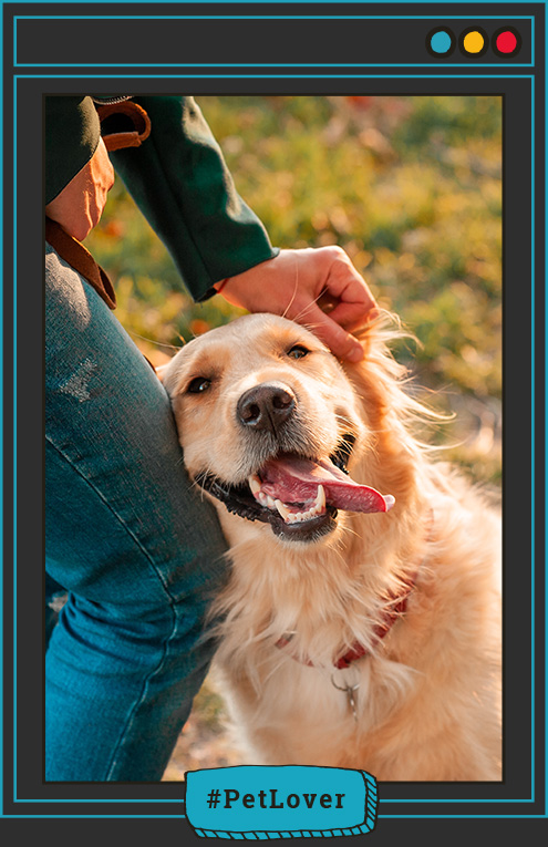 emociones de los perros al reencontrarse
