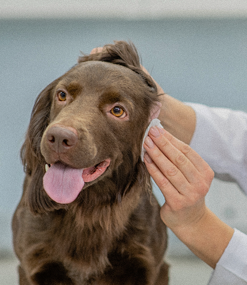 sindrome vestibular en perros tratamiento